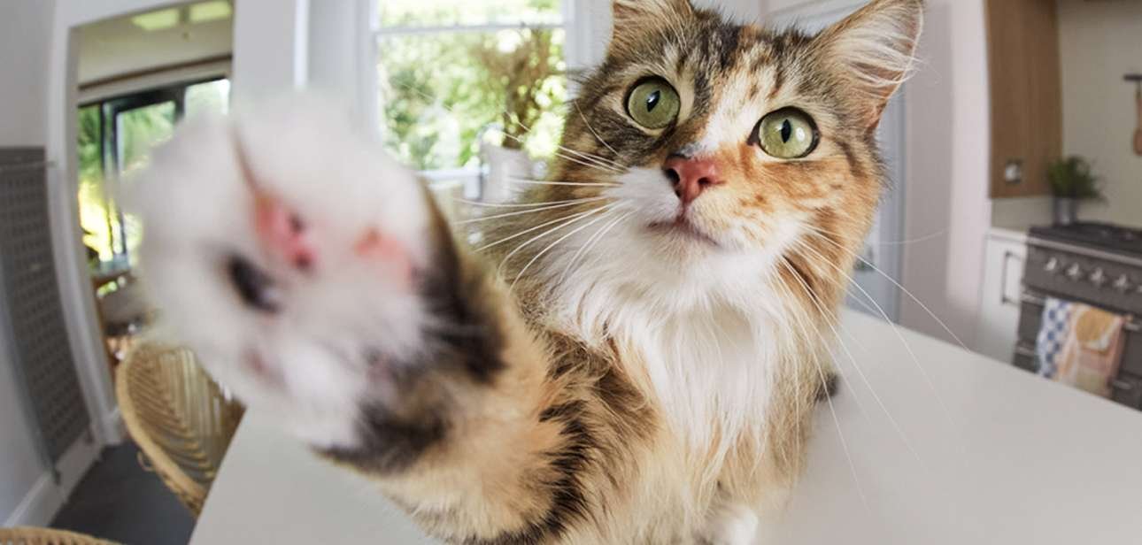 Sorveglia i tuoi animali domestici da remoto con le Pets Camera di Ring